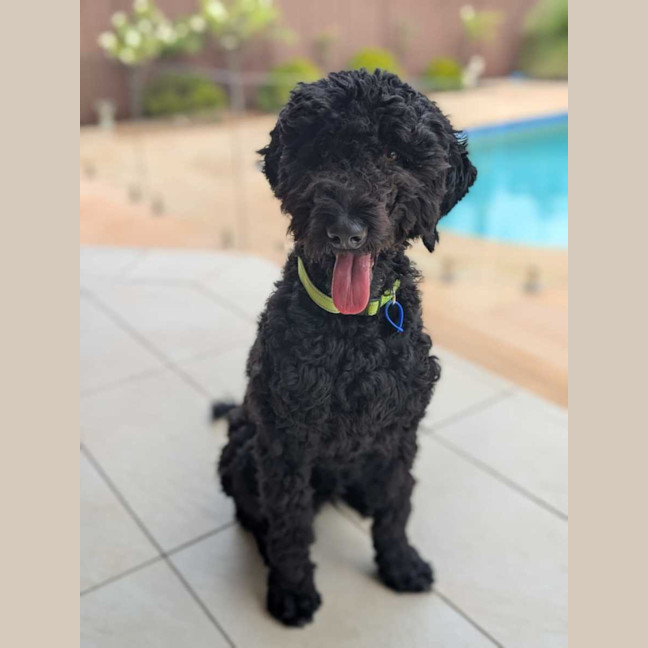 Photo of Tello   1 Year Old Poodle