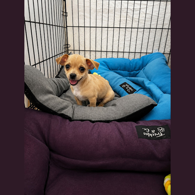 Photo of Peanut 🥜 