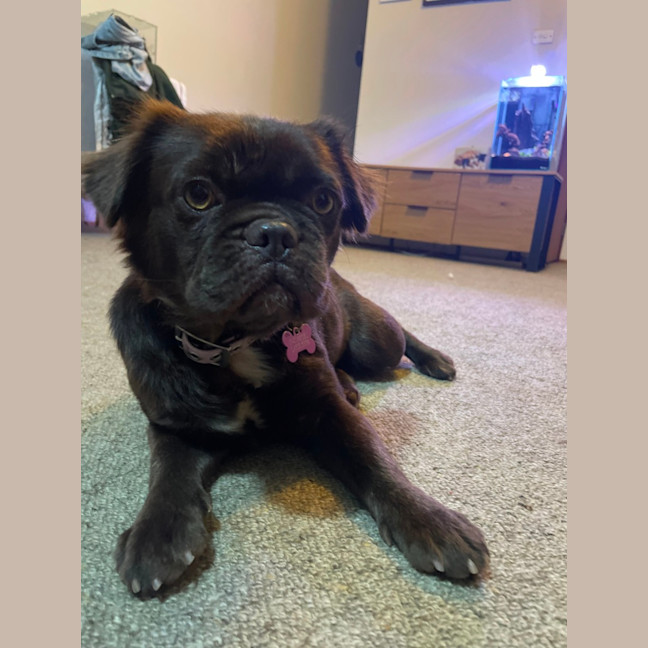 Photo of Ducky