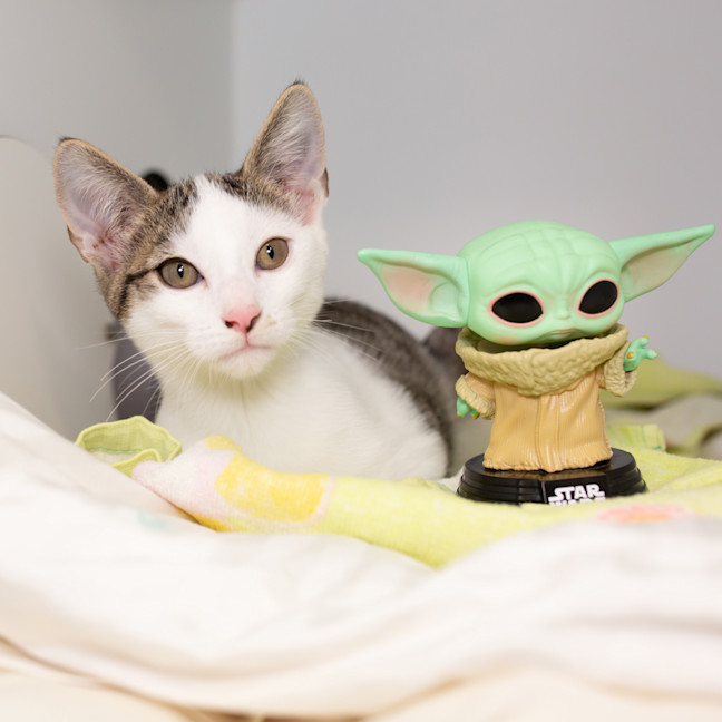 Photo of Ben Solo