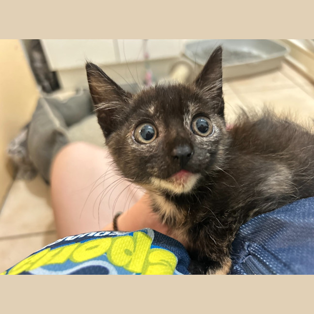 Photo of Kali