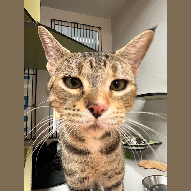 Photo of Twix