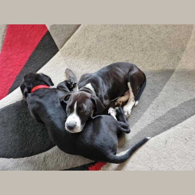 Photo of Chester   3 Month Old Staffy X (Trial)