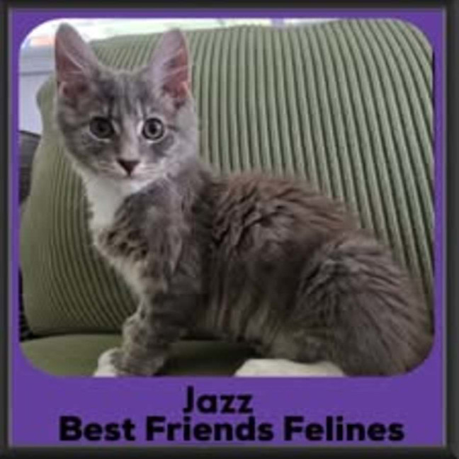 Photo of Jazz