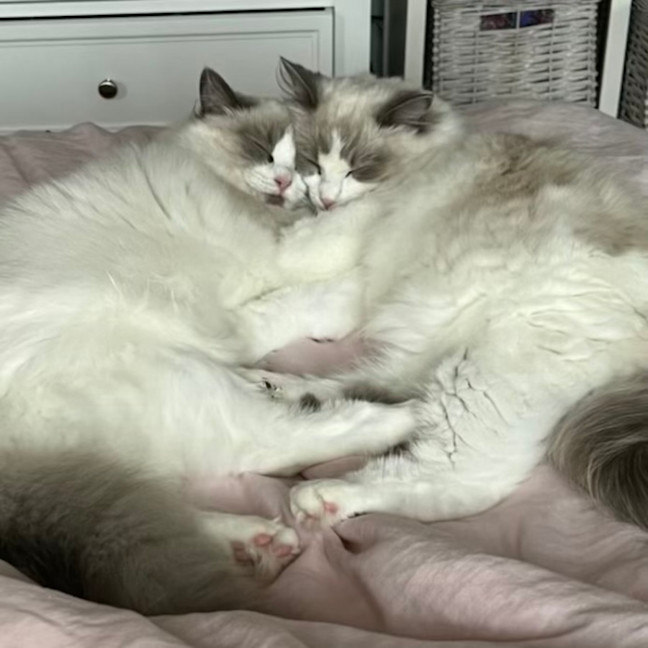 Photo of Peaches 🍑   Assisted Rehome