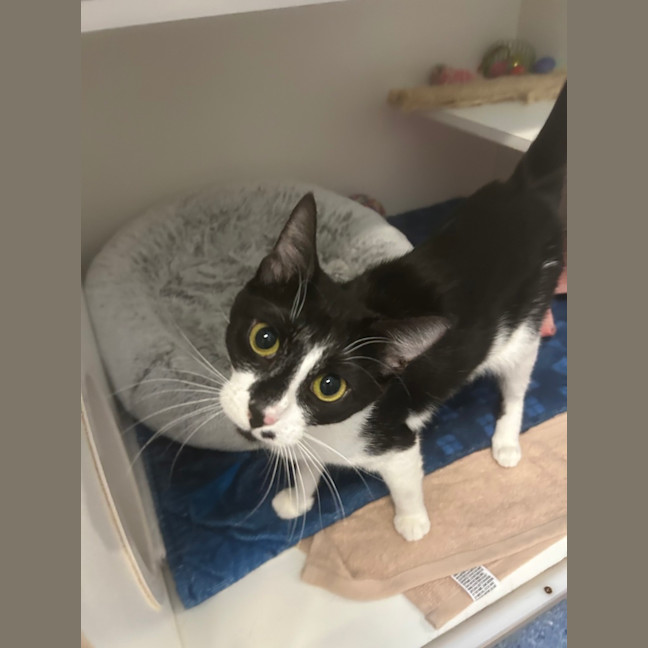 Photo of Stella