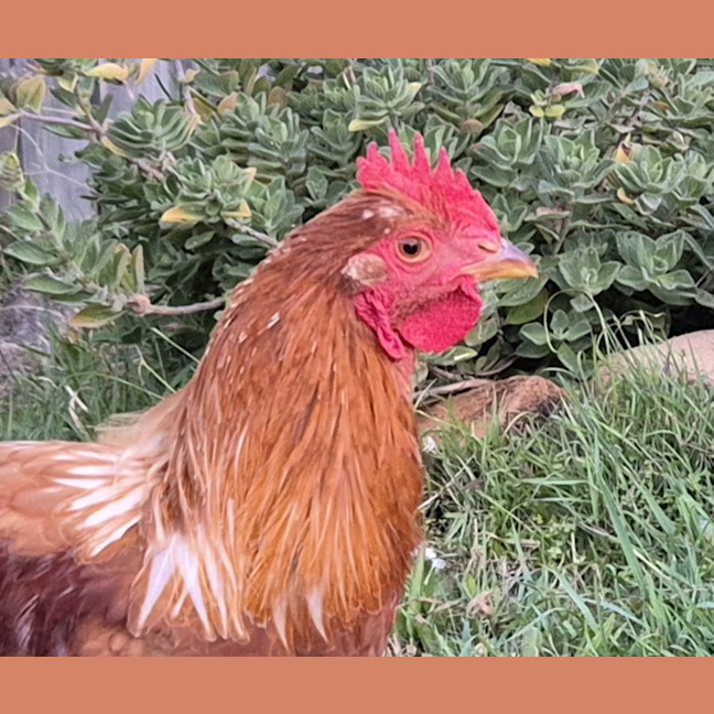Photo of Honey The Rooster