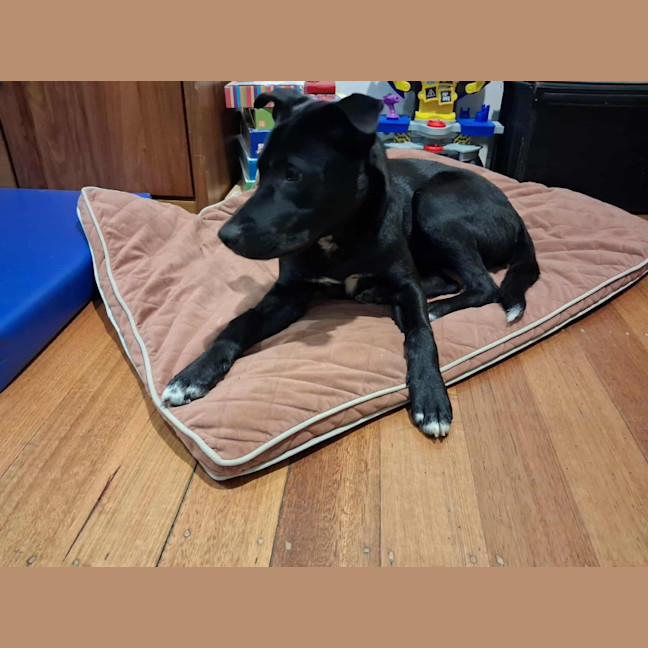 Photo of Bear
