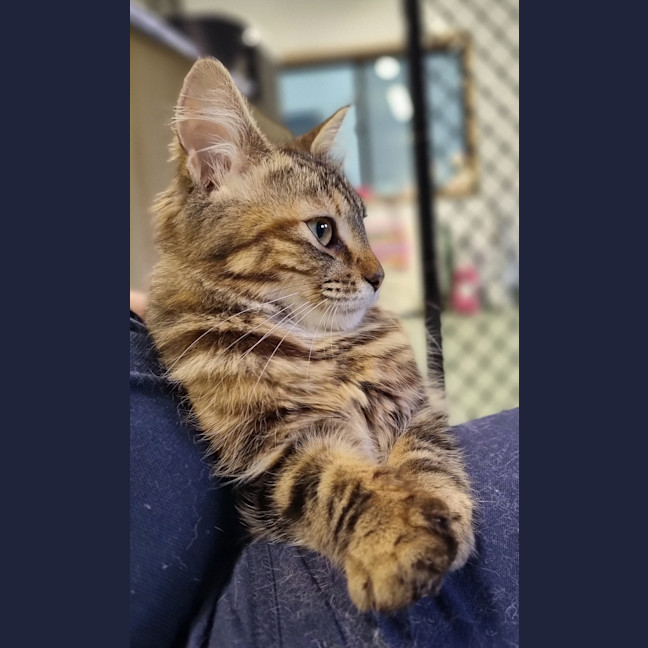 Photo of Amber