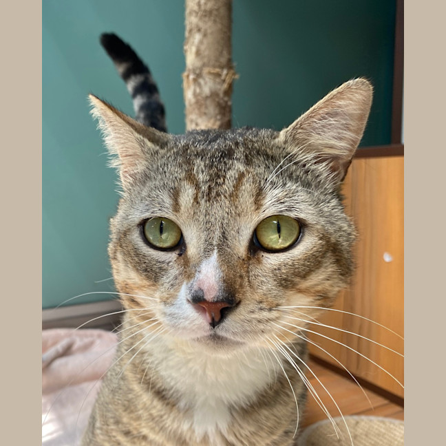 Photo of Merlin