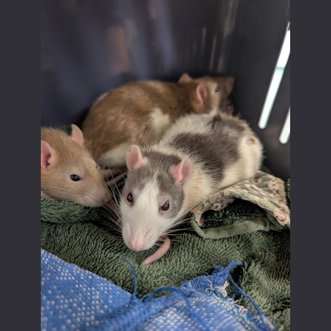 Photo of Cabbage, Joey And Pancake