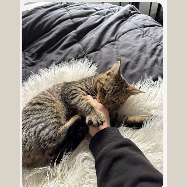 Photo of Bandit Meet Me At Petstock Keysborough Store