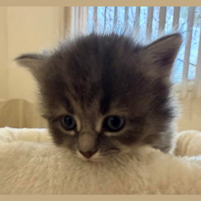 Photo of Earl Grey
