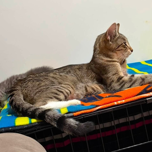 Photo of Socks