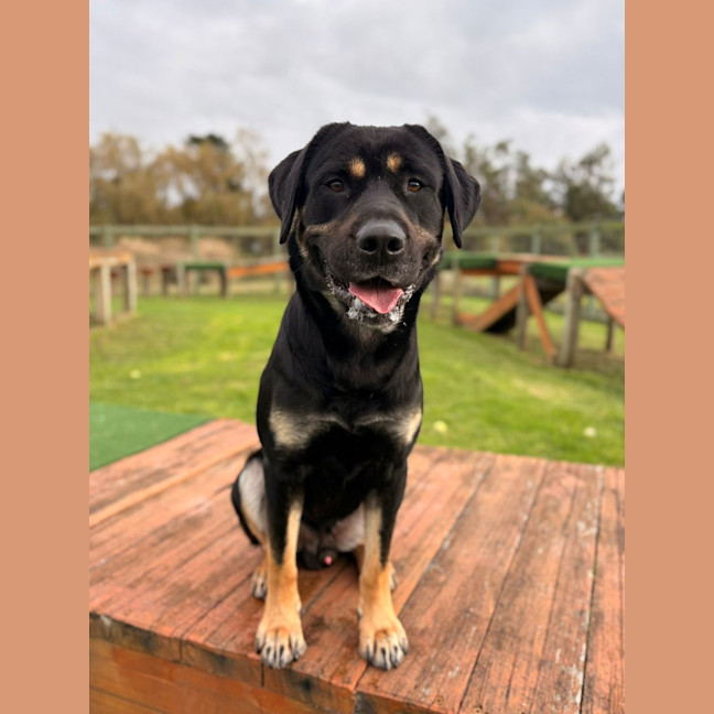 Photo of Bruno