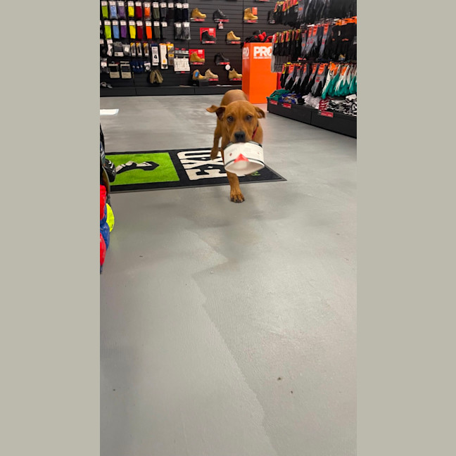 Photo of Amber   4 Month Old Ridgeback X