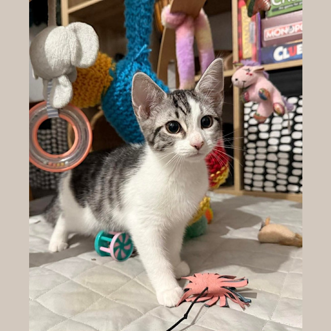 Photo of Kali