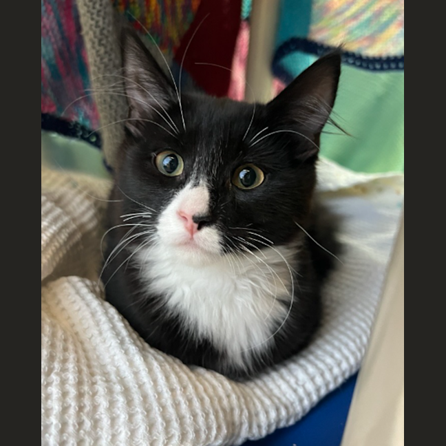 Photo of Cappuccino