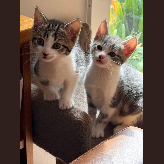 Photo of Herb Meet Me@Petstock Keysborough Store