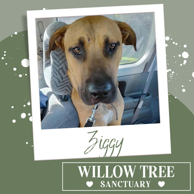 Photo of Ziggy