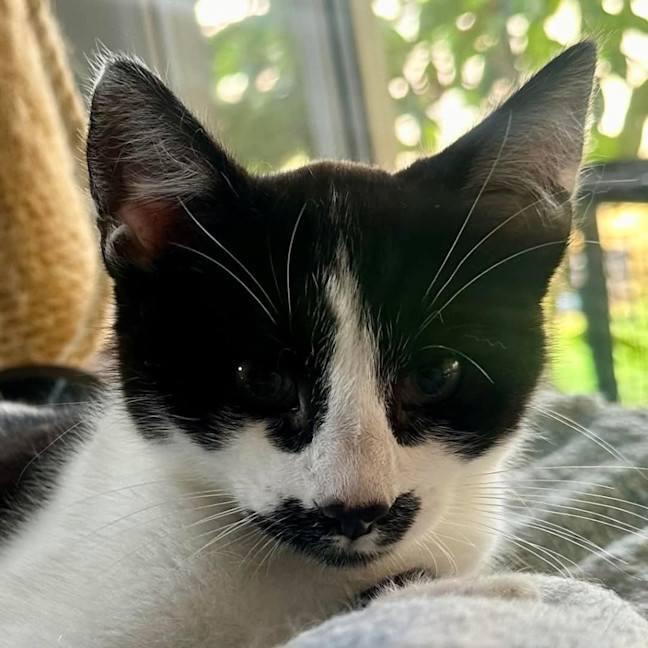 Photo of Kung Fu Panda