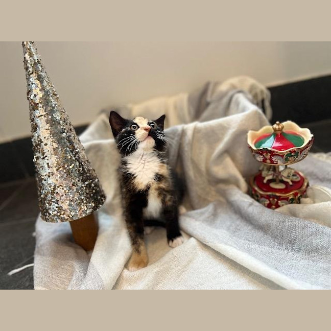 Photo of Clementine 🍊