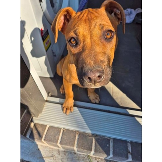 Photo of Cherry *$350 Adoption Fee*