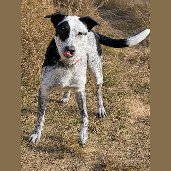Photo of Patches