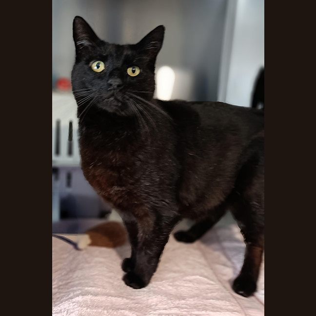 Photo of Cat Boy