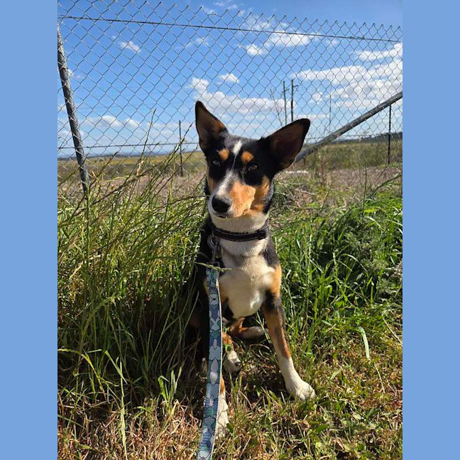 Photo of Roxy