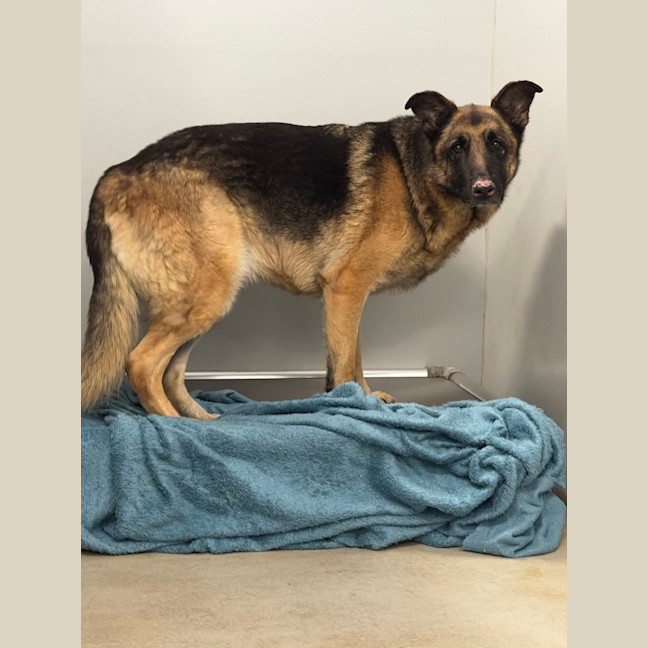 Photo of Zeus The King Of The Dogs 