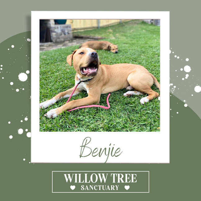 Photo of Benjie