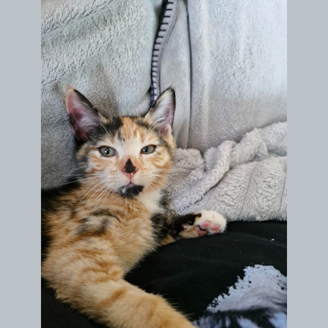 Photo of Milo