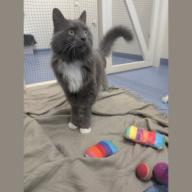 Photo of Lord Biscuit I I I