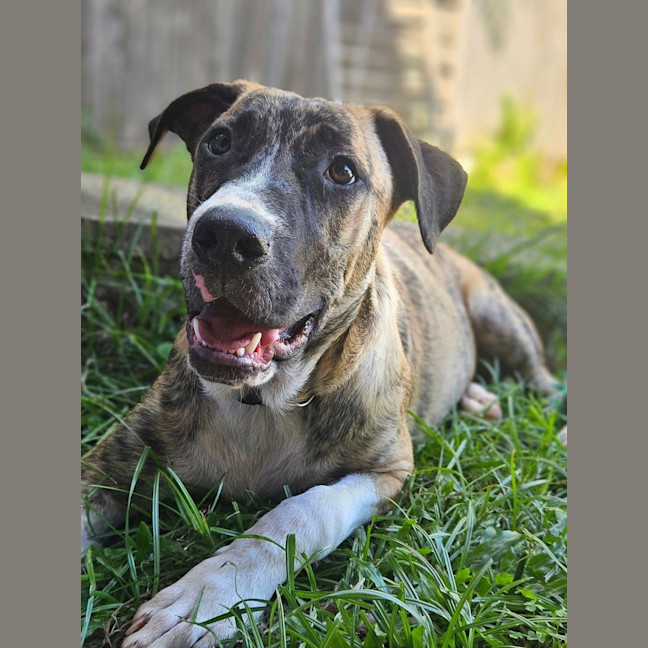 Photo of Bernard *$350 Adoption Fee*