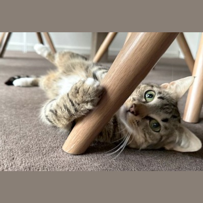 Photo of Turbo Snail