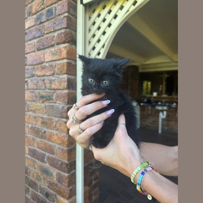 Photo of C1519 Minnie