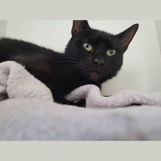 Photo of Black Beauty