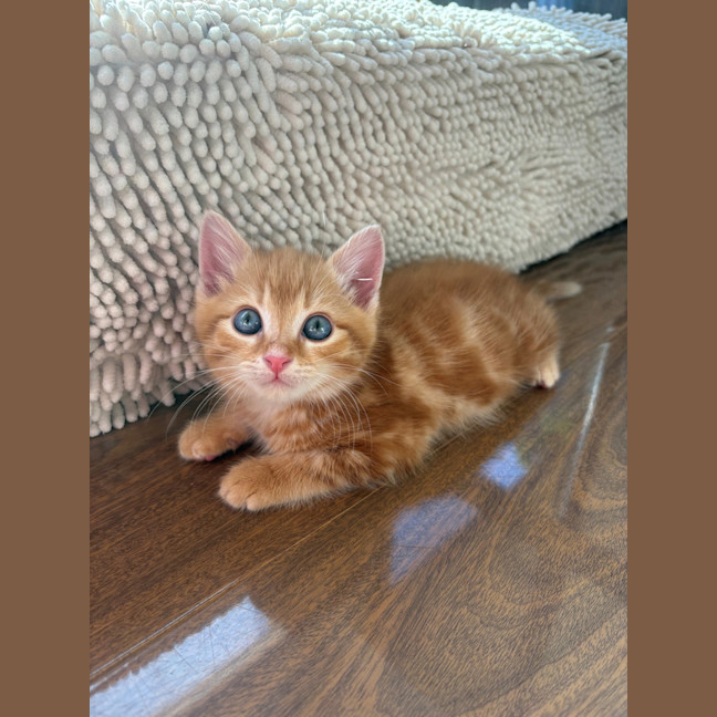 Photo of Gooby