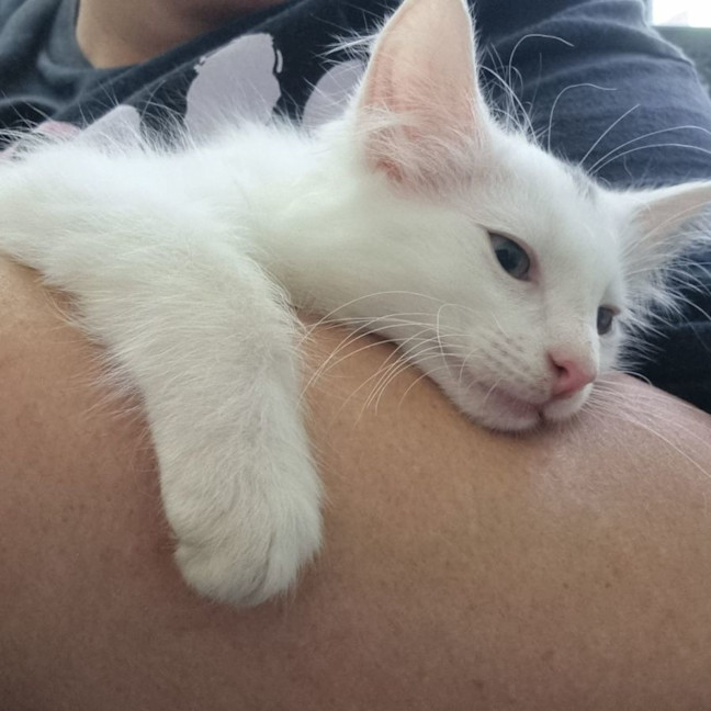 Photo of Captain Fantastic