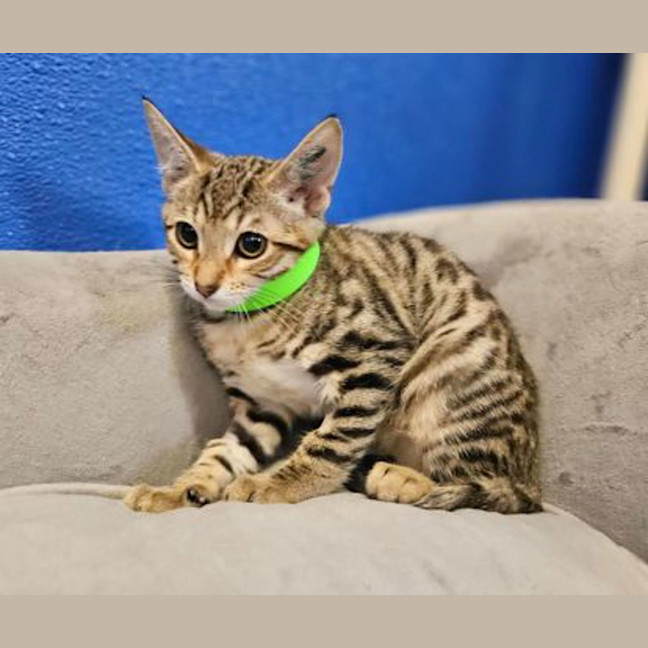 Photo of Kiwa