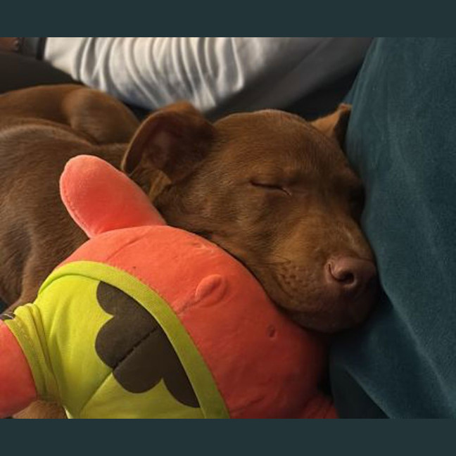 Photo of Milo