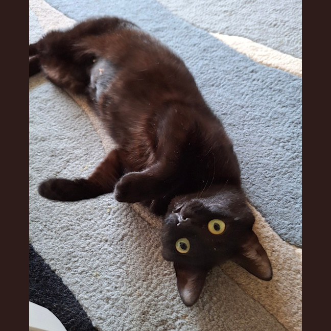 Photo of Princess Luna