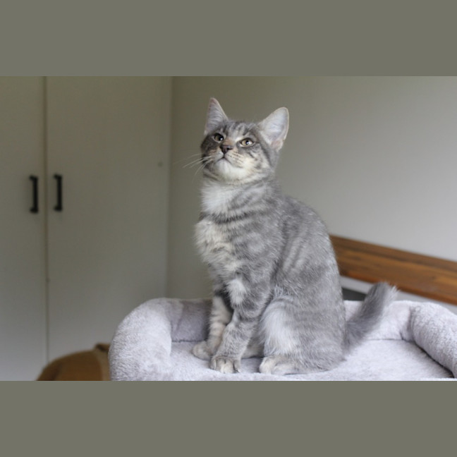 Photo of Possum