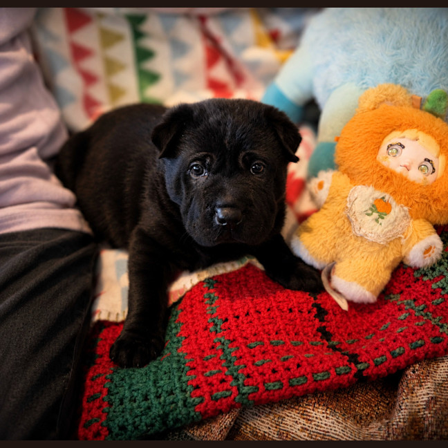 Photo of Flint