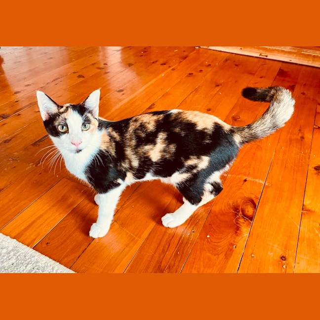 Photo of Ivy