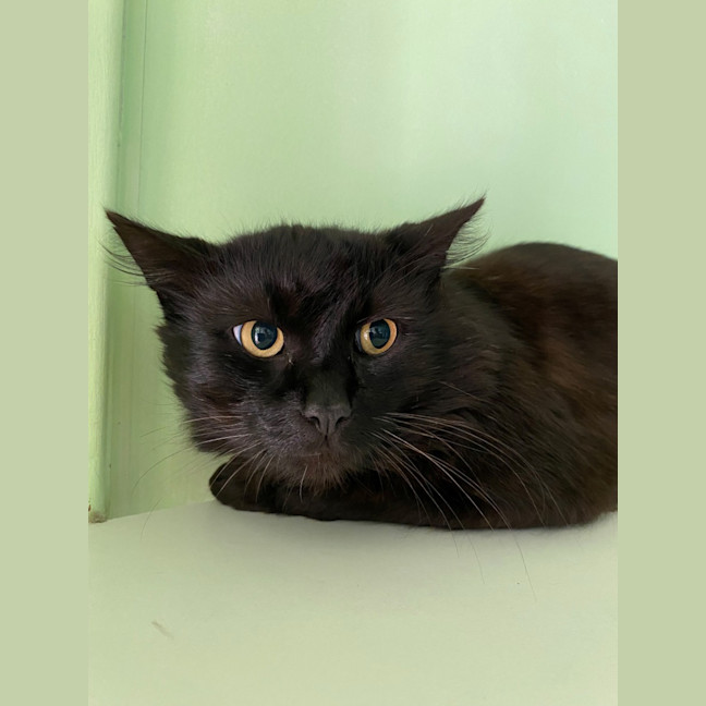 Photo of Sapphire