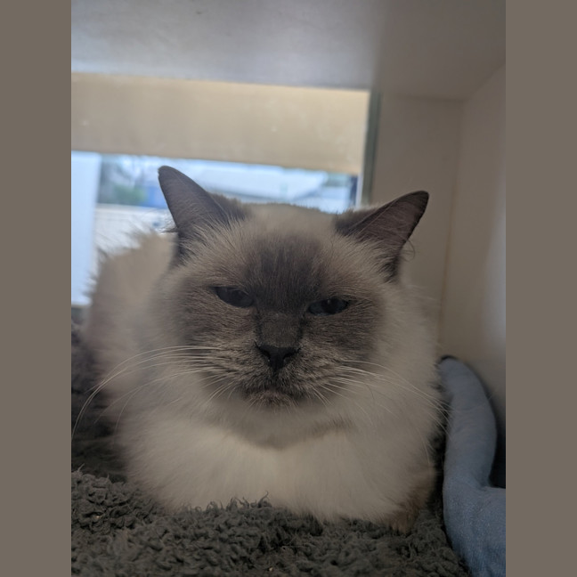 Photo of Bramble