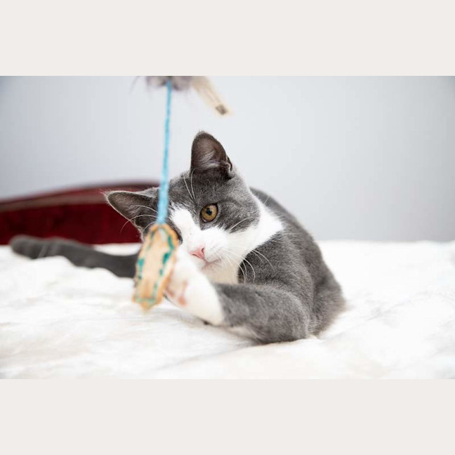 Photo of Pinot
