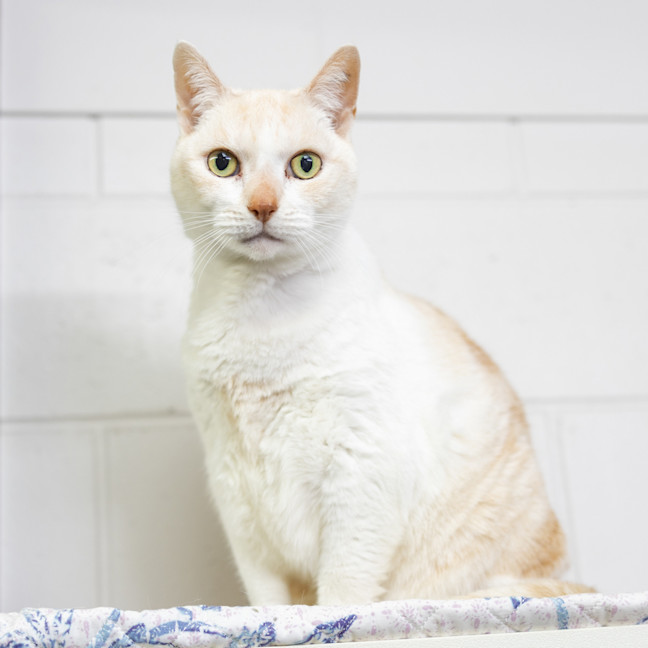 Photo of Toffee